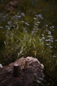 pexels-katie-mukhina-975382726-33463053