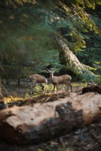 pexels-katie-mukhina-975382726-33463062